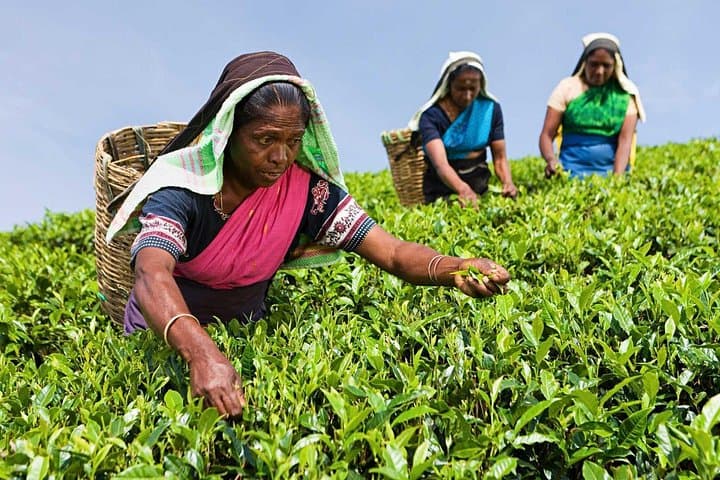 Tea Plucking & Pedro Factory Tour from Nuwara Eliya — Hands-On Ceylon Tea Experience photo 1