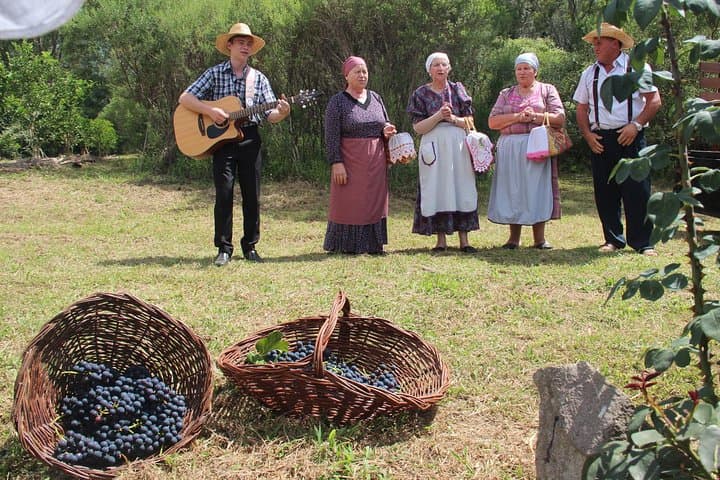 Grape Harvest & Pisa Experience in Bento Gonçalves — Private Wine Tour photo 2