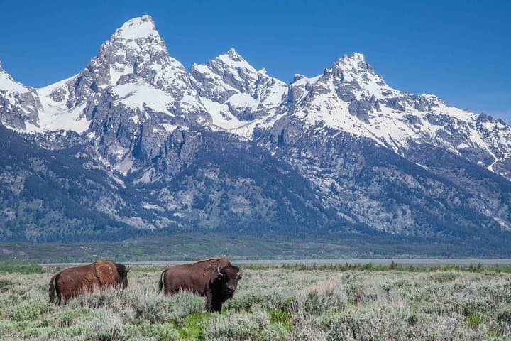 Grand Teton Wildlife Safari: Full-Day Wildlife, Geology, and Natural History Tour from Jackson