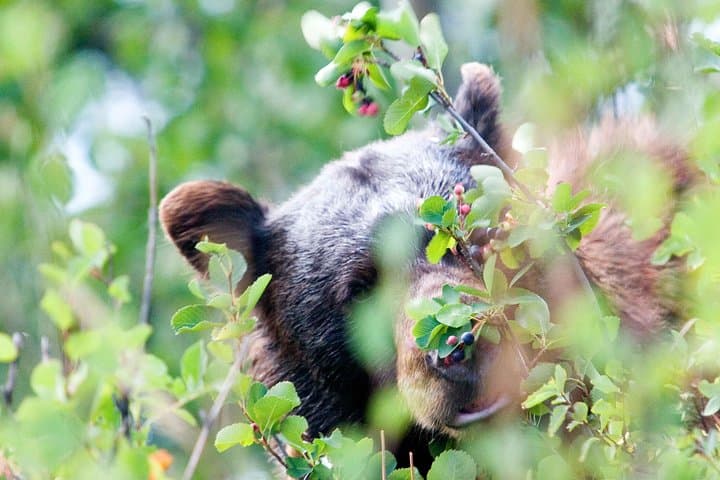 Private Grand Teton Wildlife Safari: Full-Day Guided Tour from Jackson Hole photo 6