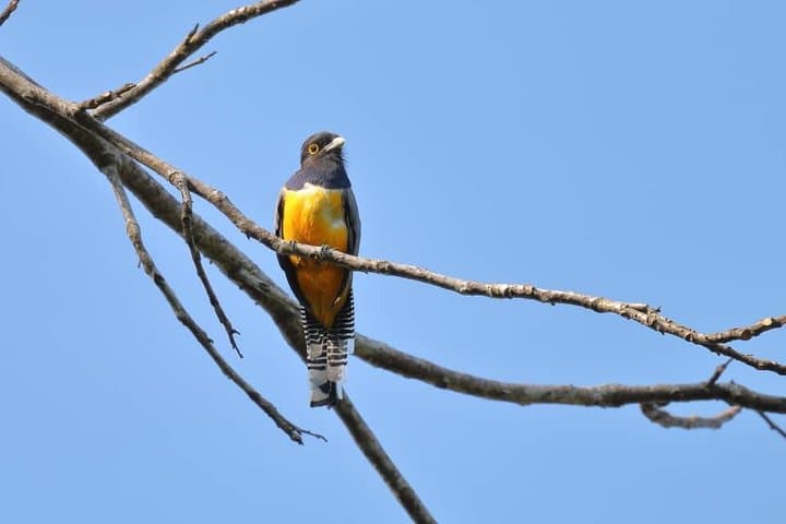 Early-Morning Birding Near Manuel Antonio: Private Esquipulas Tour photo 2