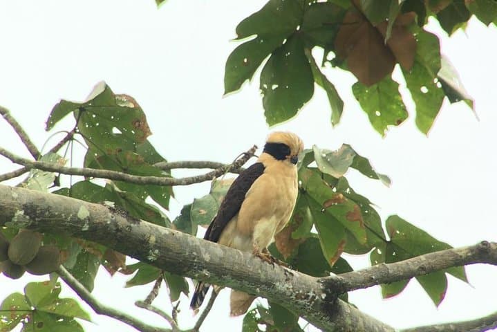 Early-Morning Birding Near Manuel Antonio: Private Esquipulas Tour photo 6