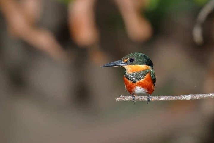 El Rey Marshes Birding Tour — Manuel Antonio Guided Birdwatching in Rice Fields & Canals