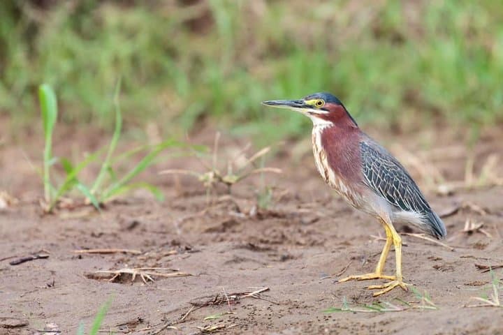 Birding at El Rey Marshes: Private Birdwatching Tour near Manuel Antonio photo 4