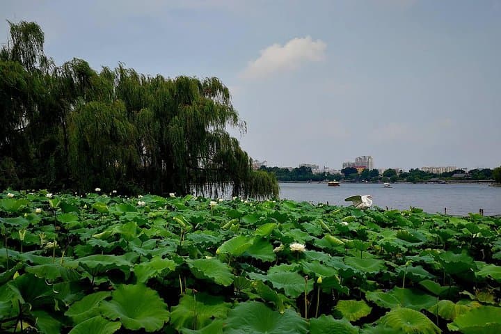 Flexible Private Jinan Day Tour: Baotu Spring, Daming Lake & Local Lunch