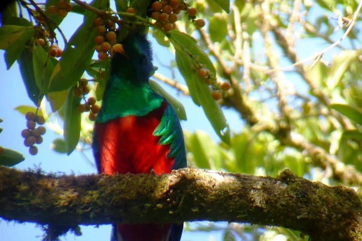Monteverde Day–Night Birdwatching Tour: Cloud Forest Birds & Nocturnal Wildlife photo 6