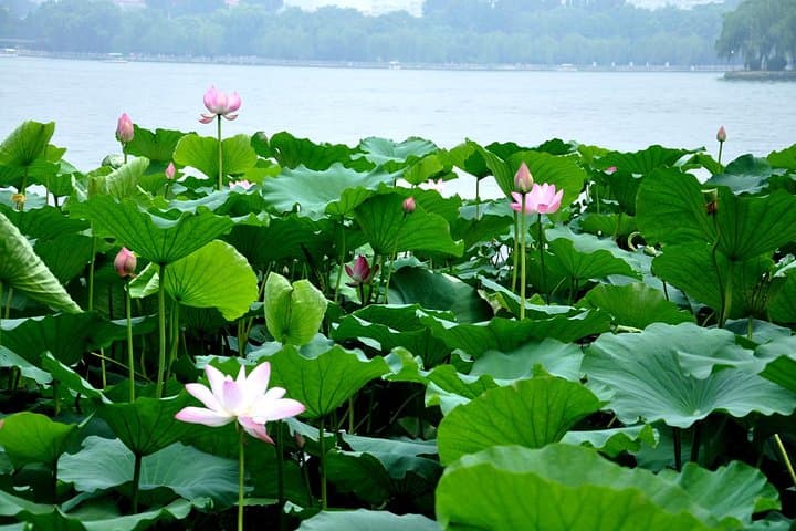 Private Jinan City Tour — Baotu Spring, Daming Lake & Thousand‑Buddha Cliff