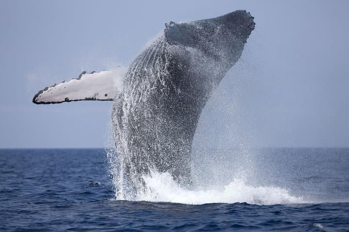 Mirissa Whale Watching, Stilt Fishing & Turtle Tour from Colombo — Full-Day Marine Wildlife Adventure photo 6
