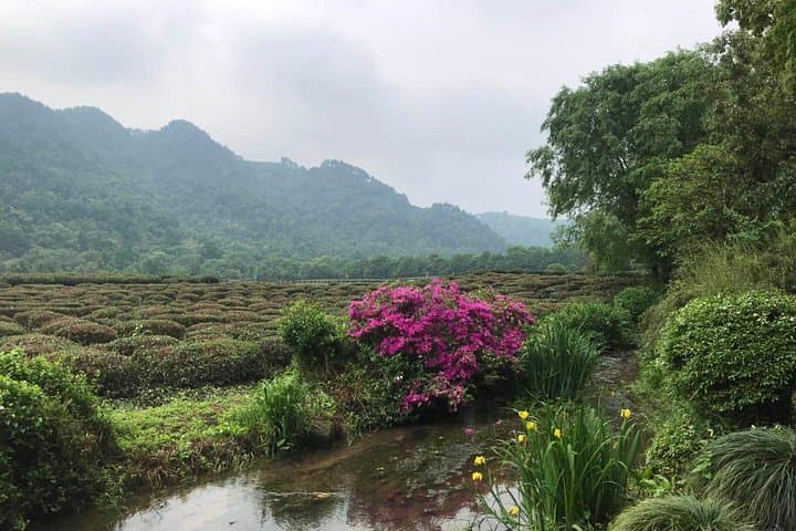 Hangzhou Full-Day Classic Tour from Shanghai — West Lake Cruise, Hefang Street & Longjing Tea photo 3