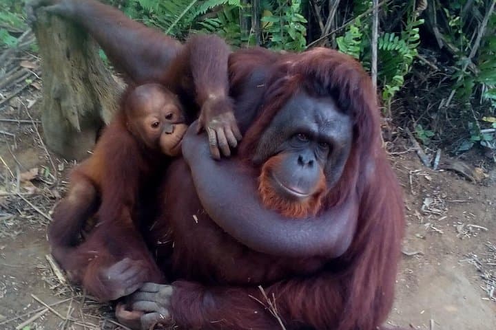 Orang Utan Sanctuary at Bukit Merah & Ipoh Old Town Guided Day Tour