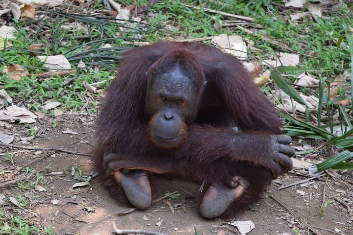 Orang Utan Sanctuary at Bukit Merah & Ipoh Old Town Guided Day Tour photo 3