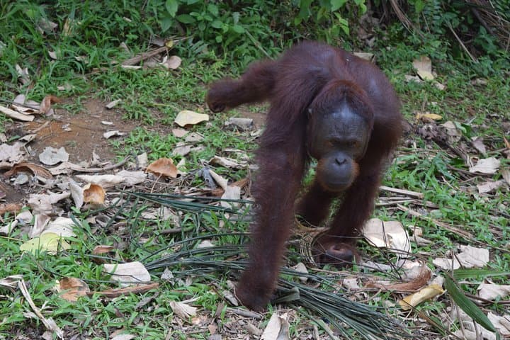 Orang Utan Sanctuary at Bukit Merah & Ipoh Old Town Guided Day Tour photo 4