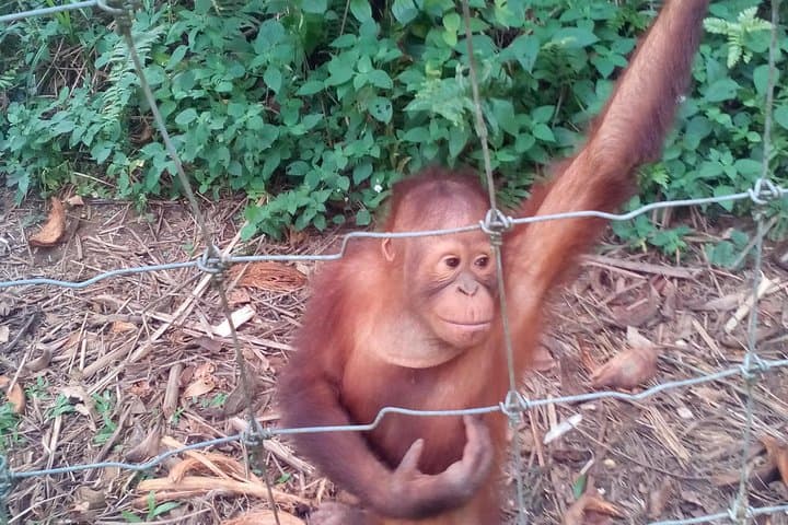 Orang Utan Sanctuary at Bukit Merah & Ipoh Old Town Guided Day Tour photo 5