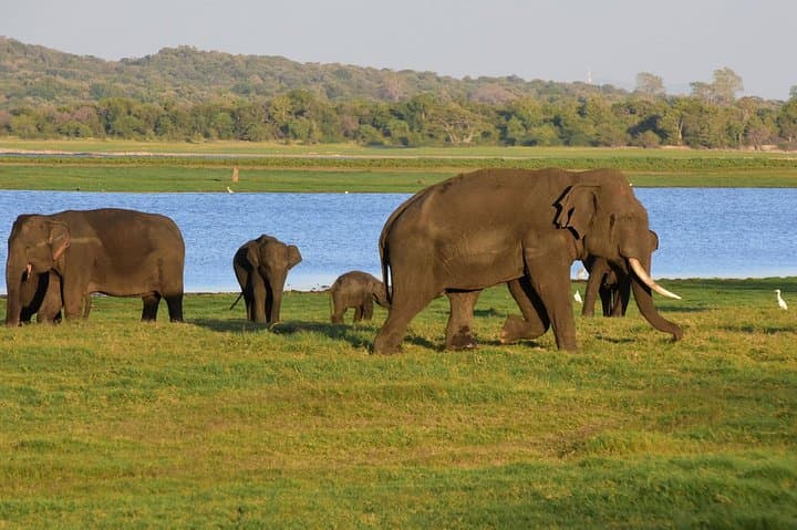 Colombo to Sigiriya, Dambulla & Safari — Private Day Trip from Colombo photo 2