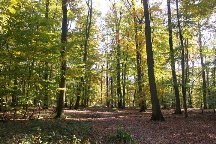 Explore Chantilly by Electric Bike: Castle Views, Forest Trails & Local Stories photo 2