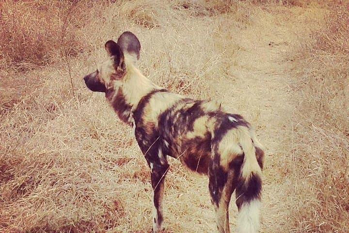 Three Countries in Eight Days: Mpumalanga, Eswatini & Mozambique Coastal Escape photo 4