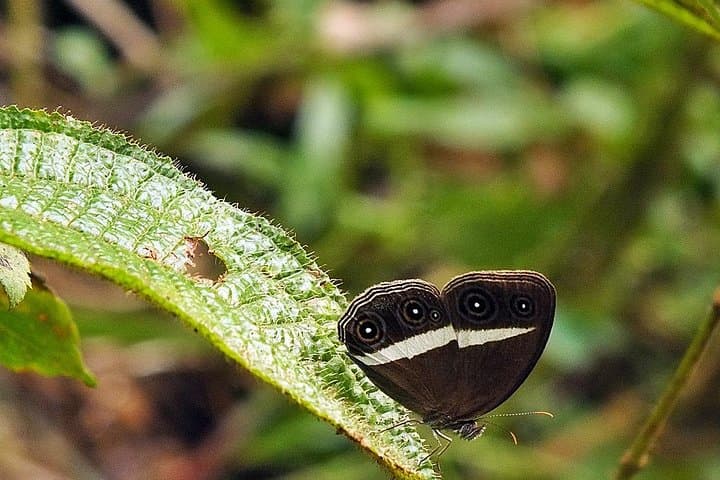 Sinharaja Rain Forest Guided Day Tour from Colombo — Trekking & Birding in Sri Lanka photo 2