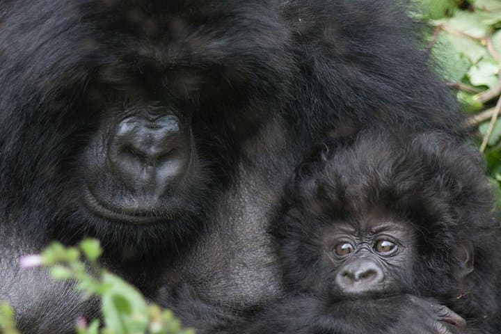 Gorilla Trekking from Kigali: 10-Hour Volcanoes National Park Day Trip photo 2