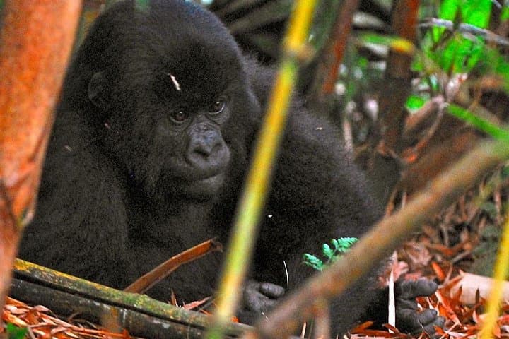 Gorilla Trekking from Kigali: 10-Hour Volcanoes National Park Day Trip photo 4