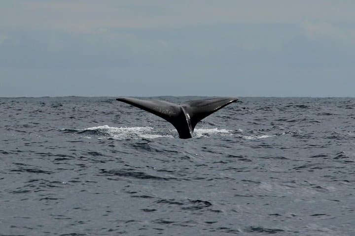 Cetacean Encounters off Costa Adeje — Whale Watching in Tenerife South photo 3