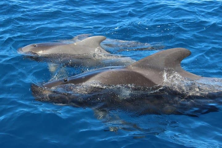 Cetacean Encounters off Costa Adeje — Whale Watching in Tenerife South photo 4