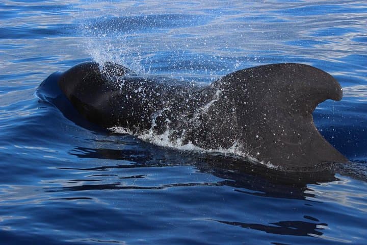 Cetacean Encounters off Costa Adeje — Whale Watching in Tenerife South photo 2