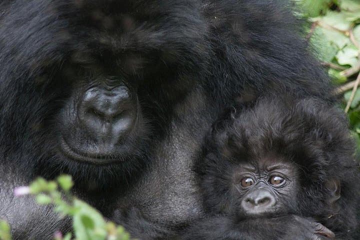 Rwanda Gorilla Trekking: 2-Day Volcanoes National Park Safari from Kigali photo 2