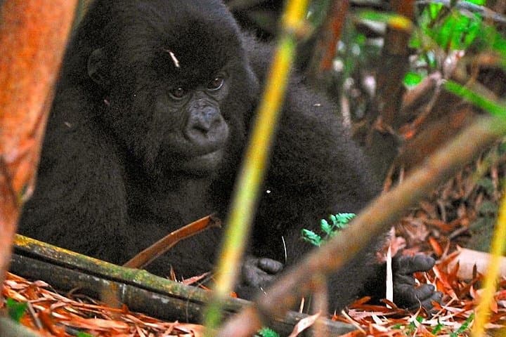 Rwanda Gorilla Trekking: 2-Day Volcanoes National Park Safari from Kigali photo 3