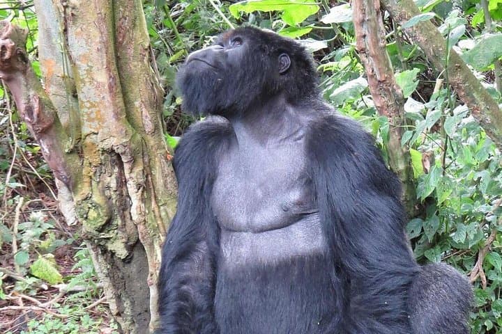 Rwanda Gorilla Trekking: 2-Day Volcanoes National Park Safari from Kigali photo 4