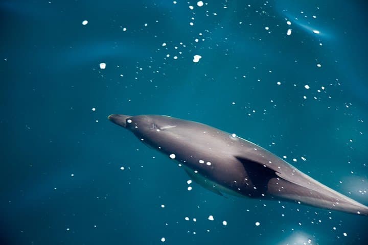 Gibraltar Dolphin Adventure: Boat Tour to See Wild Dolphins by the Rock photo 3