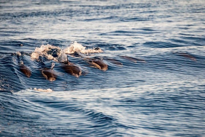 Gibraltar Dolphin Adventure: Boat Tour to See Wild Dolphins by the Rock photo 4