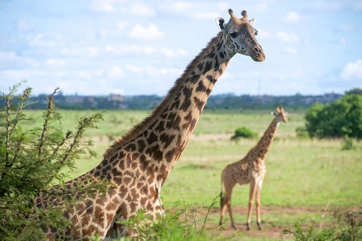 Nairobi National Park Half-Day Safari: City Skyscrapers and Savanna Wildlife photo 3