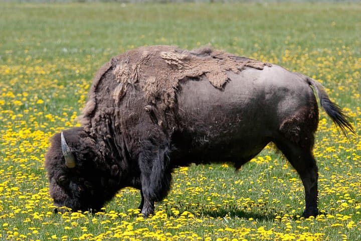 Exploring Yellowstone: Private Full-Day Wildlife Safari Adventure photo 3