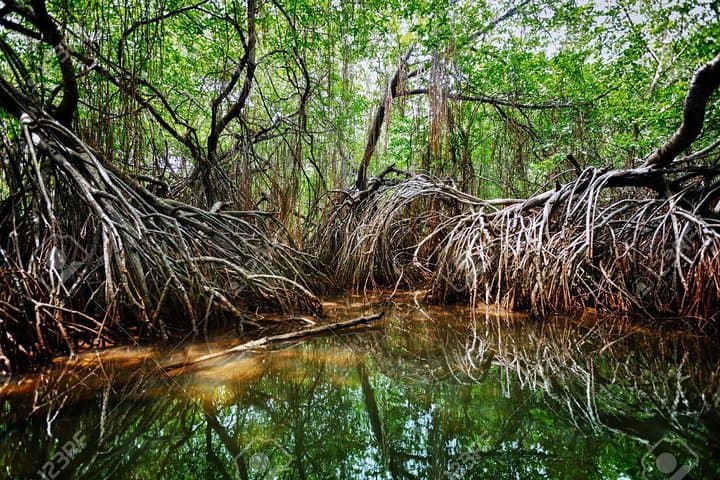 Galle Day Trip & Madu River Mangrove Safari from Colombo photo 2