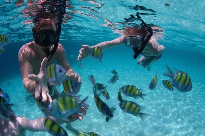 Snorkeling Land's End: Pelican Rock & Underwater Wildlife in Cabo San Lucas