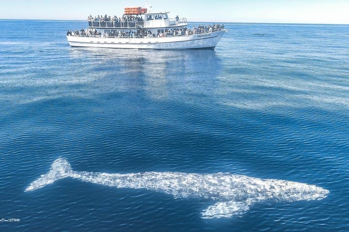 San Diego Whale Watching & Dolphin Cruise from Mission Bay — 2–3 Hour Pacific Safari photo 6