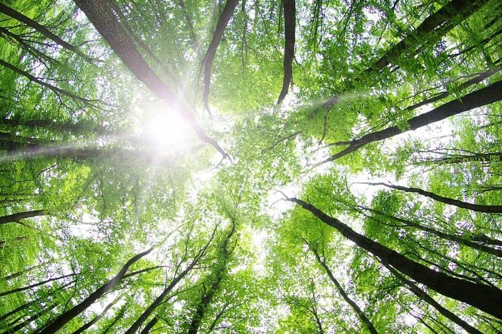Kanneliya Rain Forest Day Trip from Colombo: Walk Sri Lanka's Ancient Canopy photo 6