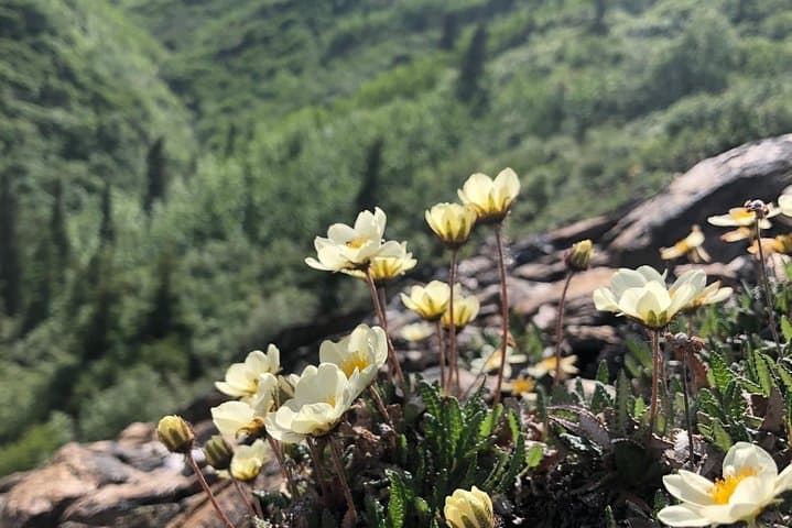 Explore Denali National Park on a Guided Naturalist Walking Tour photo 3