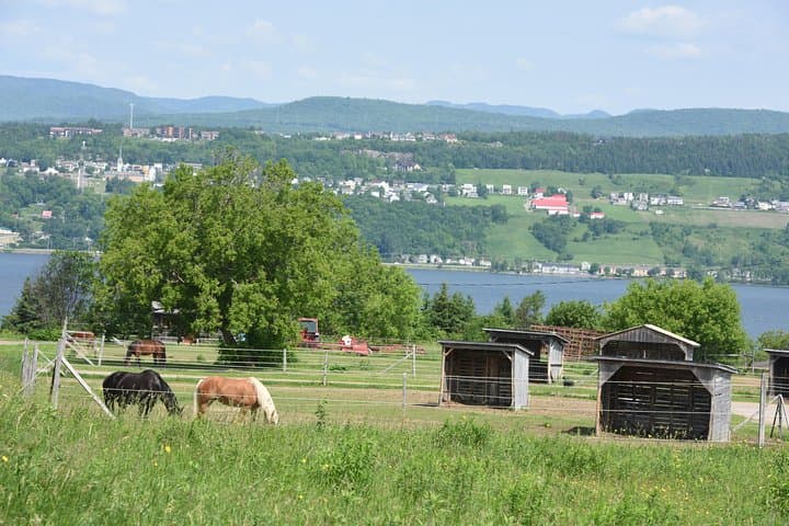 Half-Day Montmorency Falls & Ste-Anne-de-Beaupré Tour from Quebec City photo 4