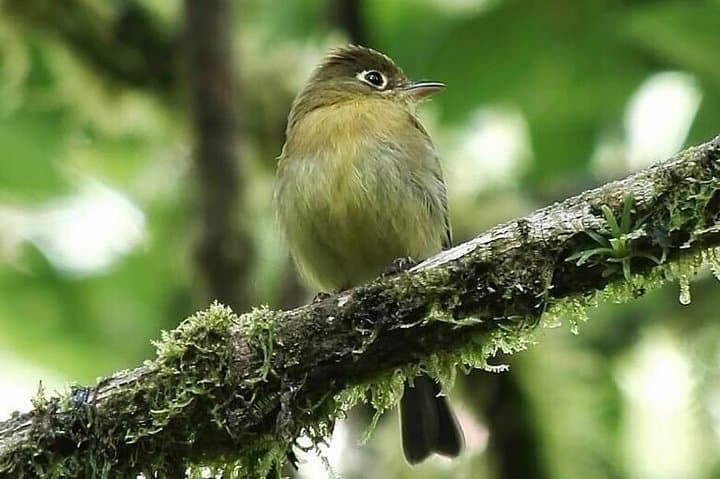 Quetzal Birding at San Gerardo de Dota: Dawn Patrol in Costa Rica's Cloud Forest photo 6