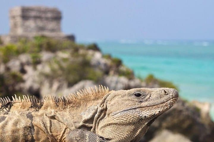 Coba, Tulum & Cenote Swim: Full-Day Ruins, Beach & Freshwater Dip in the Riviera Maya photo 4
