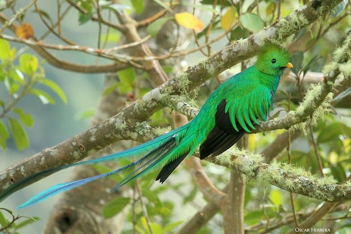 Los Quetzales National Park Quetzal Birding and Coope-Dota Coffee Tour