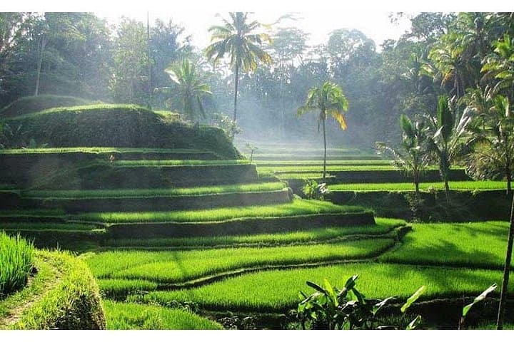 Private Kintamani Volcano Tour — Mount Batur Viewpoint, Lake Batur & Village Stops photo 3