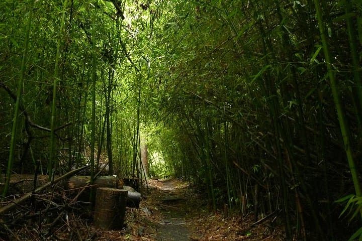 Atherton Tablelands Day Trip from Cairns — Paronella Park, Lake Barrine & Millaa Millaa Falls photo 4