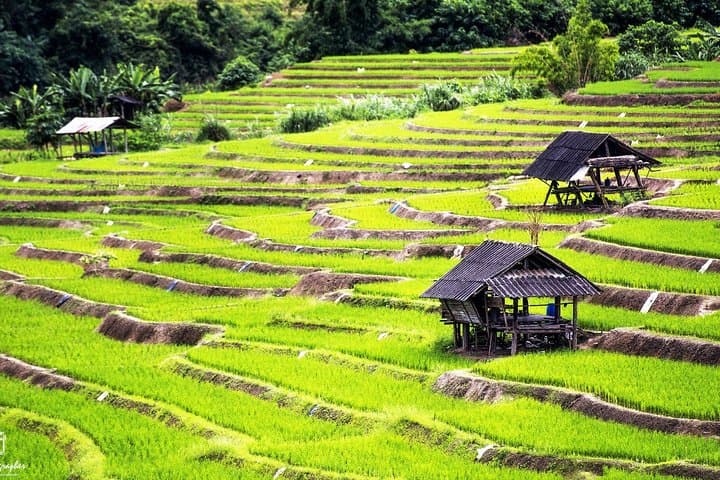 Ban Pa Pong Piang Rice Terraces Day Tour — Doi Inthanon Scenic Drive photo 3