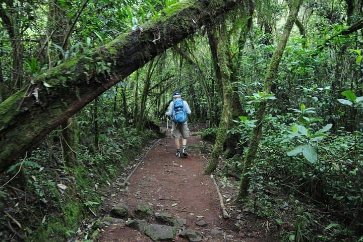 5-Day Marangu Route Kilimanjaro Trek: Huts, Altitude & Summit Strategy photo 5