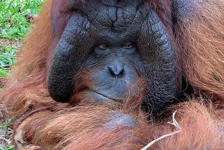 Perak Orang Utan Island Day Trip from Kuala Lumpur with Perak Tong Cave