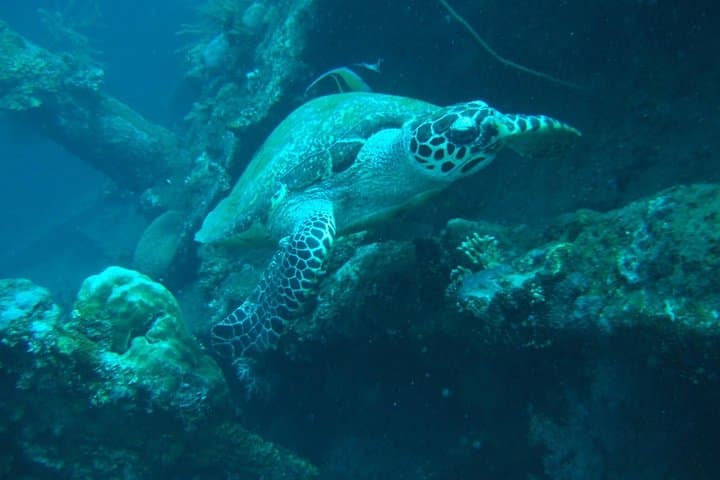 Blue Lagoon Snorkel: Clear Reefs & Turtles at Padang Bai photo 5