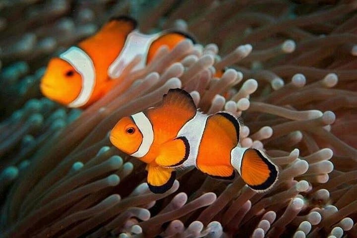 First Scuba Dive in Koh Tao: Discover Coral Gardens and Sea Turtles photo 2