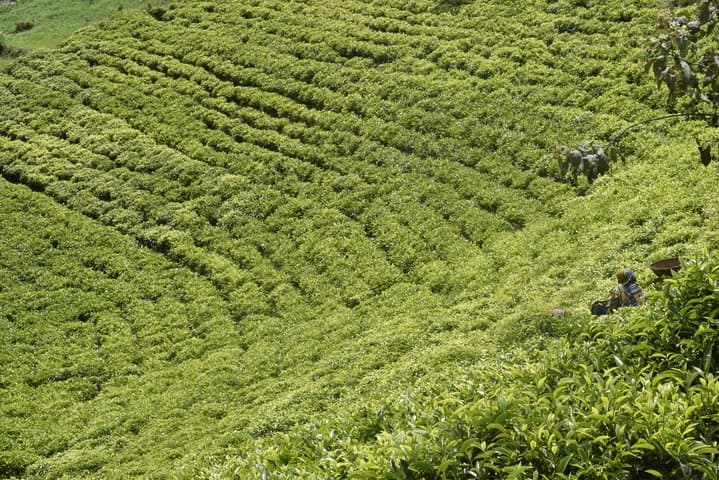 Burundi Green Tour: 5-Day Nature & Culture Adventure from Bujumbura photo 3